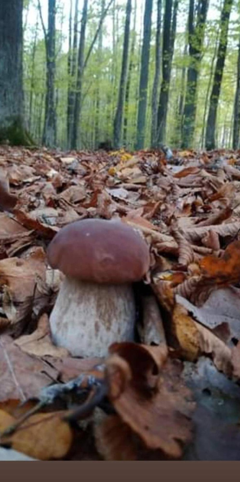 Шаленарозі Migovo Bagian luar foto