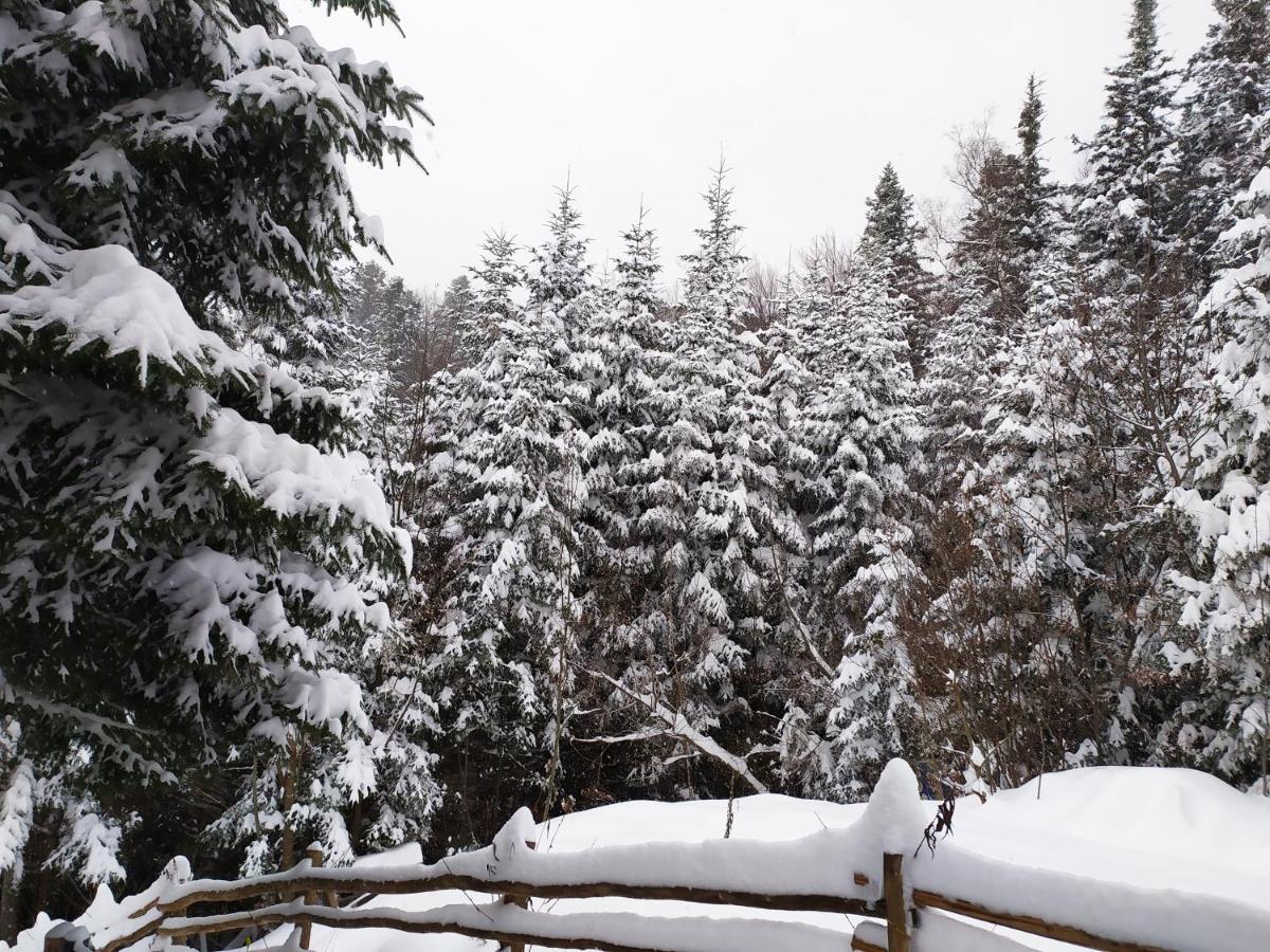 Шаленарозі Migovo Bagian luar foto